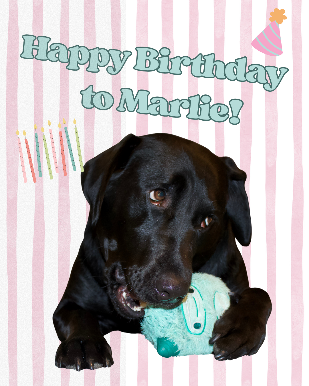 Marlie, the chocolate lab who inspired Marlie & Co.